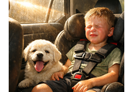 Comfortable travel with children and dogs – tailored car sun shades | SolarRide